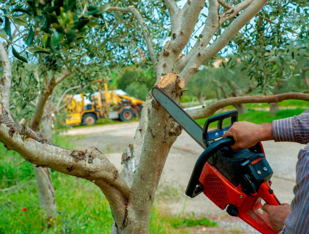 Best Tree Cutting Near Me  in Central Falls, RI